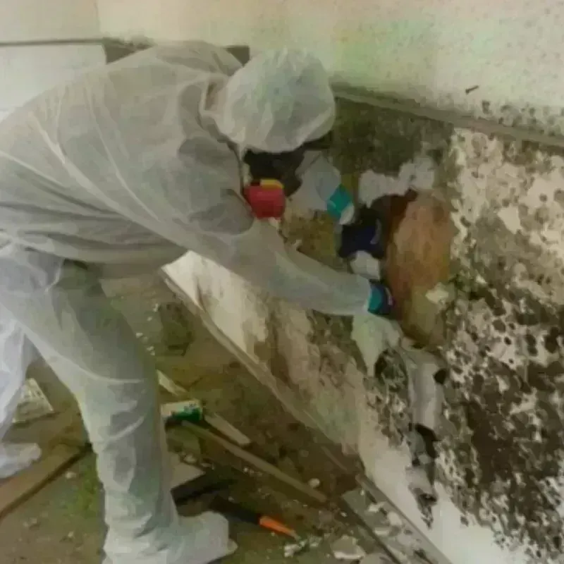 Mold Remediation and Removal in LaFayette, GA